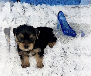 Yorkshire Terrier Puppy for sale in SANDY HOOK, KY, USA