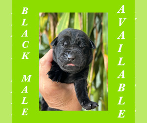 Labrador Retriever Puppy for sale in LAKE WALES, FL, USA