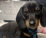 Puppy LT BLUE BOY Dachshund