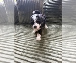 Small #1 Aussiedoodle