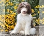 Small Photo #5 Labradoodle Puppy For Sale in BURNS, TN, USA