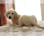 Small #29 English Cream Golden Retriever