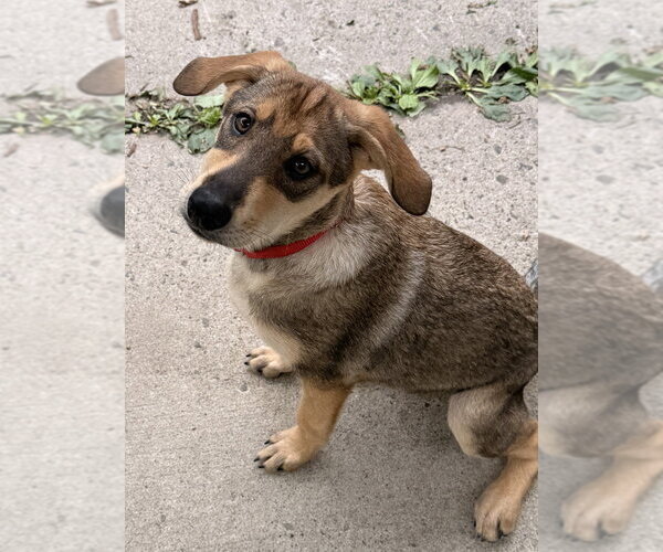 Medium Photo #2 Mutt Puppy For Sale in Elmsford, NY, USA