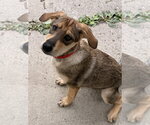 Small #1 Mutt
