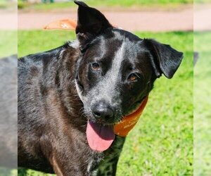 - Mix Dogs for adoption in Waco, TX, USA