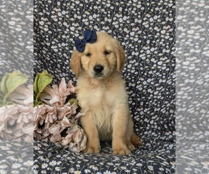 Golden Retriever Puppy for sale in CHRISTIANA, PA, USA