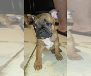 Medium French Bulldog