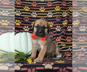 Cane Corso Puppy for Sale in KIRKWOOD, Pennsylvania USA