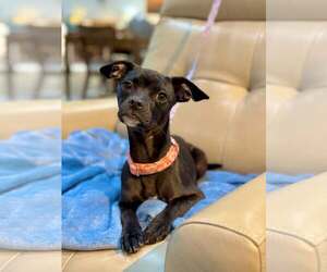 Chihuahua-Unknown Mix Dogs for adoption in Visalia, CA, USA