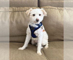 Mutt Dogs for adoption in Mundelein, IL, USA