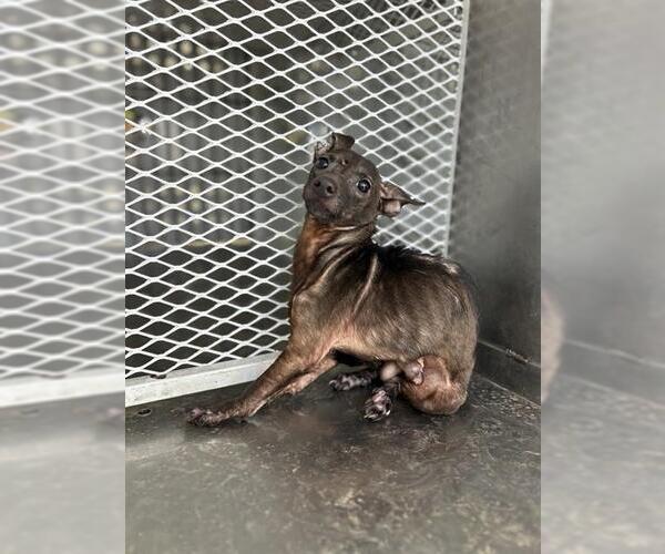 Medium Photo #1 Chihuahua Puppy For Sale in Bakersfield, CA, USA