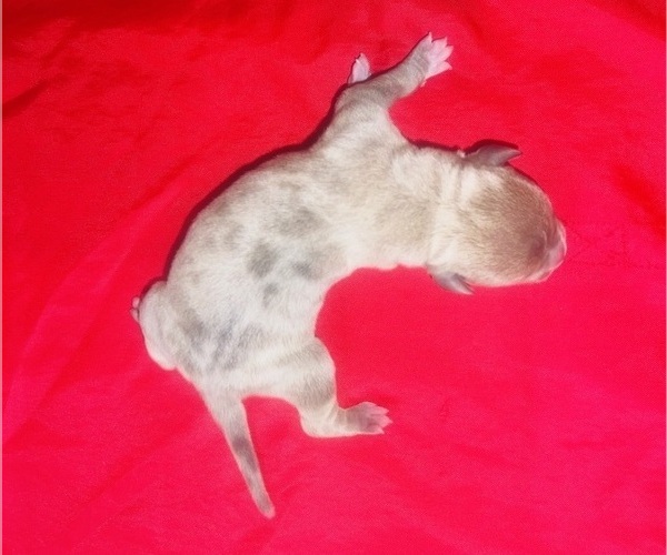 Medium Photo #4 American Bully Puppy For Sale in TRENTON, NJ, USA