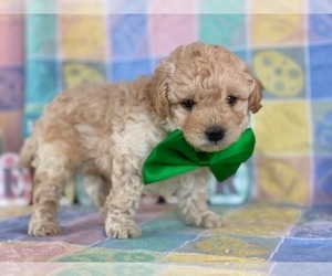 Goldendoodle Puppy for sale in LANCASTER, PA, USA