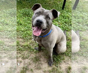 American Pit Bull Terrier-Unknown Mix Dogs for adoption in Millersville, MD, USA