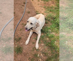 Labrador Retriever Dog for Adoption in TOCCOA, Georgia USA