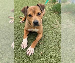 Labrador Retriever-Unknown Mix Dogs for adoption in Fayetteville, NC, USA