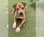 Small Labrador Retriever Mix