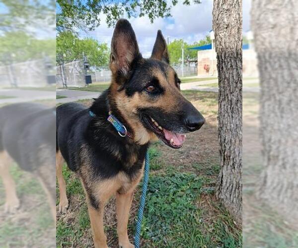 Medium Photo #2 German Shepherd Dog Puppy For Sale in Corpus Christi, TX, USA