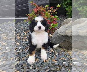 Miniature Bernedoodle Puppy for sale in FRANKLIN, IN, USA