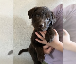 Labradoodle Puppy for sale in DAVENPORT, IA, USA