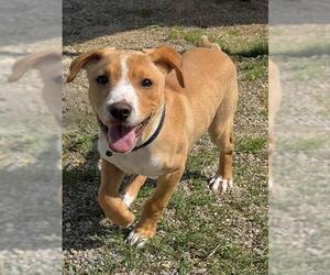 Labrador Retriever-Unknown Mix Dogs for adoption in Augusta, GA, USA