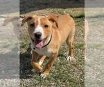 Small Labrador Retriever Mix