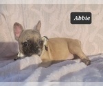 Small Photo #12 French Bulldog Puppy For Sale in POMEROY, OH, USA