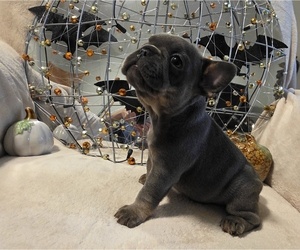 French Bulldog Puppy for sale in COLUMBIA FALLS, MT, USA