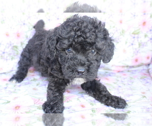 Miniature Bernedoodle Puppy for sale in BLOOMINGTON, IN, USA