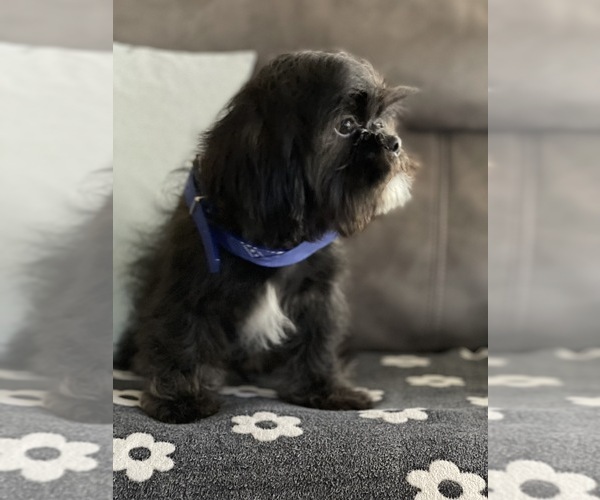 Medium Photo #2 Shih-Poo Puppy For Sale in HESPERIA, CA, USA