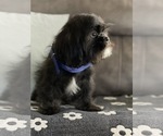 Small Photo #2 Shih-Poo Puppy For Sale in HESPERIA, CA, USA