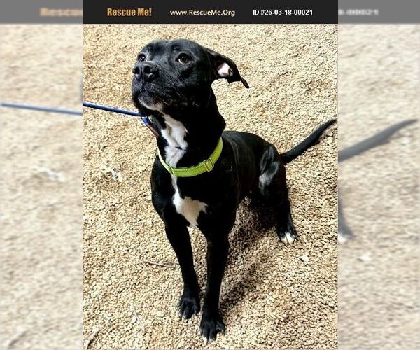 Medium Photo #3 Labrador Retriever-Unknown Mix Puppy For Sale in Benton, PA, USA