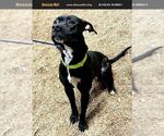 Small #2 Labrador Retriever Mix