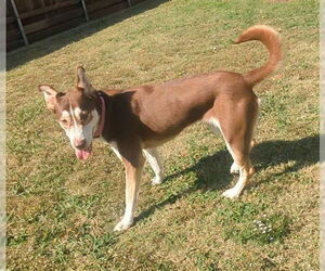 Siberian Husky-Unknown Mix Dogs for adoption in Plano, TX, USA