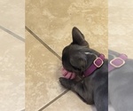 Small #17 French Bulldog