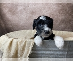 Small Photo #3 Aussiedoodle Puppy For Sale in CONCORD, NC, USA
