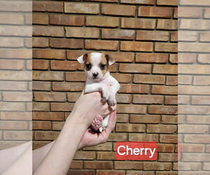 Jack Chi Dogs for adoption in Aurora, IN, USA