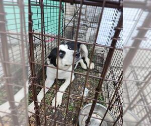 Huskies -Unknown Mix Dogs for adoption in San Antonio, TX, USA