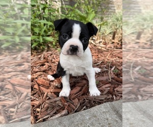 Boston Terrier Puppy for sale in GARFIELD, AR, USA