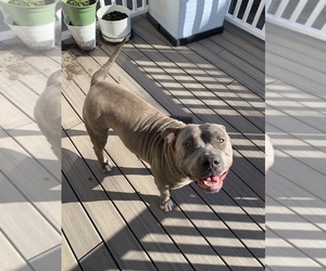 American Bully Puppy for sale in PHILADELPHIA, PA, USA