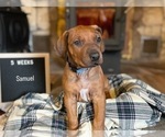 Puppy Samuel A Rhodesian Ridgeback