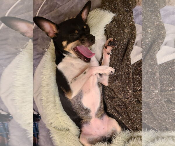 Medium Photo #24 Rat-Cha Puppy For Sale in San Francisco, CA, USA