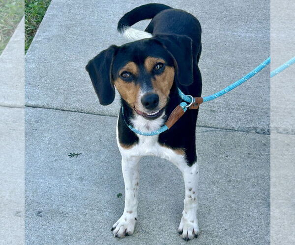 Medium Photo #1 Jack-A-Bee Puppy For Sale in Batavia, OH, USA