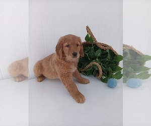Golden Retriever Puppy for sale in CROMWELL, IN, USA