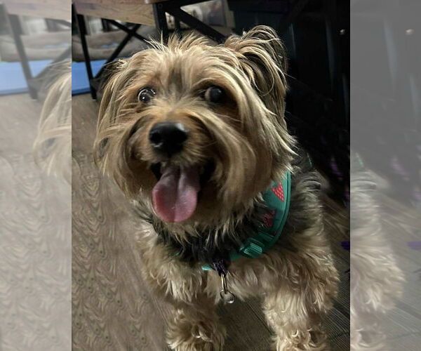 Medium Photo #9 Mutt Puppy For Sale in Spring Lake, NJ, USA