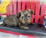 Small #6 Morkie