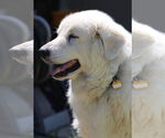 Small #6 Great Pyrenees