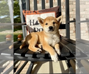 Shiba Inu Puppy for sale in GREENFIELD, IN, USA