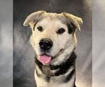 Small #2 Mutt