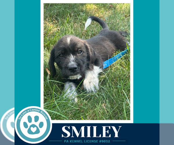 Medium Photo #7 Labrenees Puppy For Sale in Kimberton, PA, USA